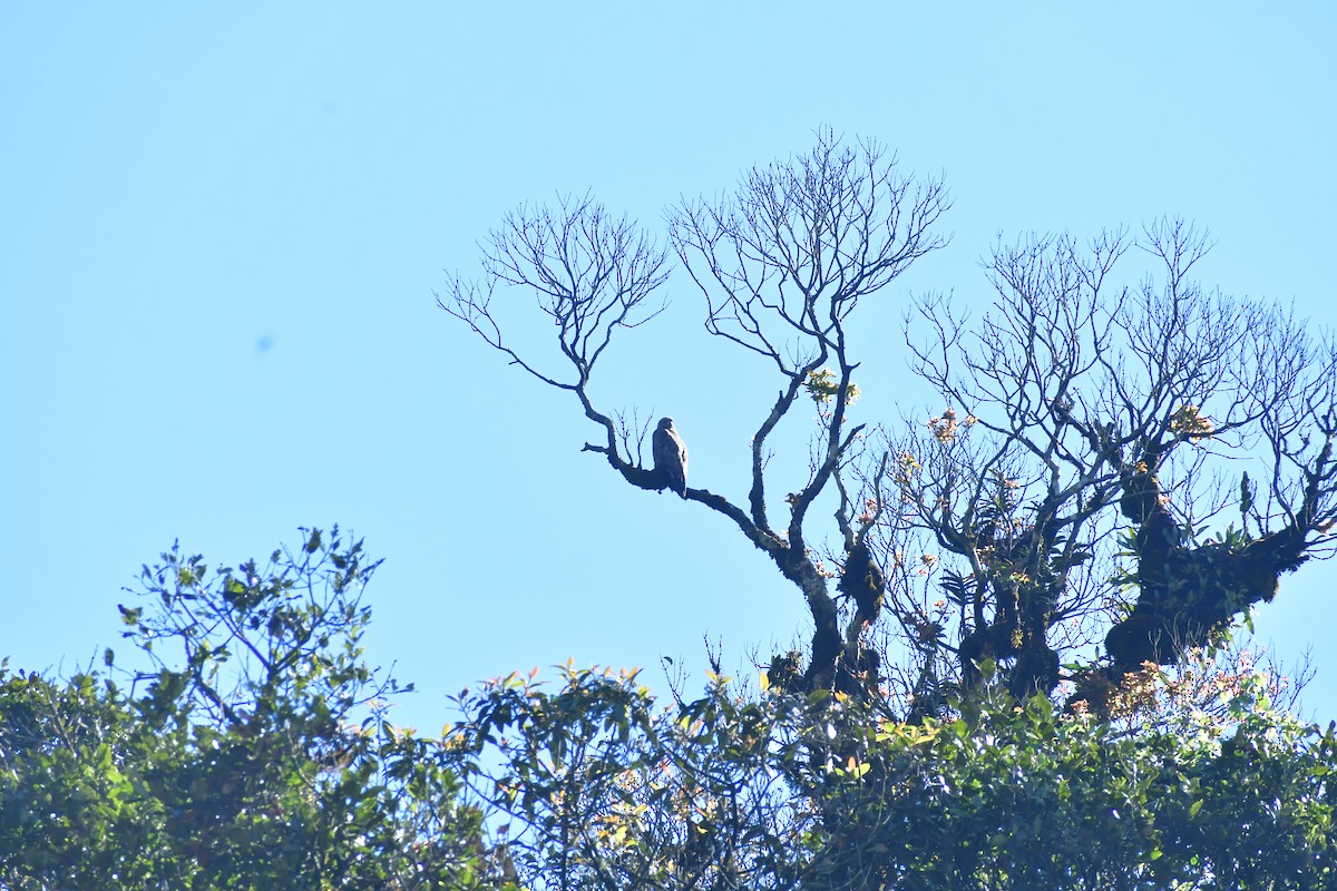 Common Buzzard (Steppe) - ML646732221