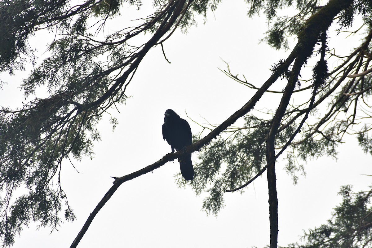 Large-billed Crow (Indian Jungle) - ML646732222