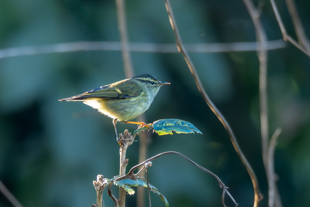 Buff-barred Warbler - ML646732224