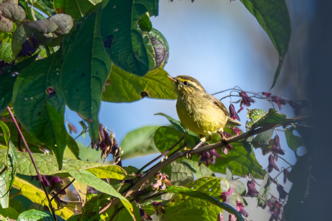 Tickell Çıvgını - ML646732225