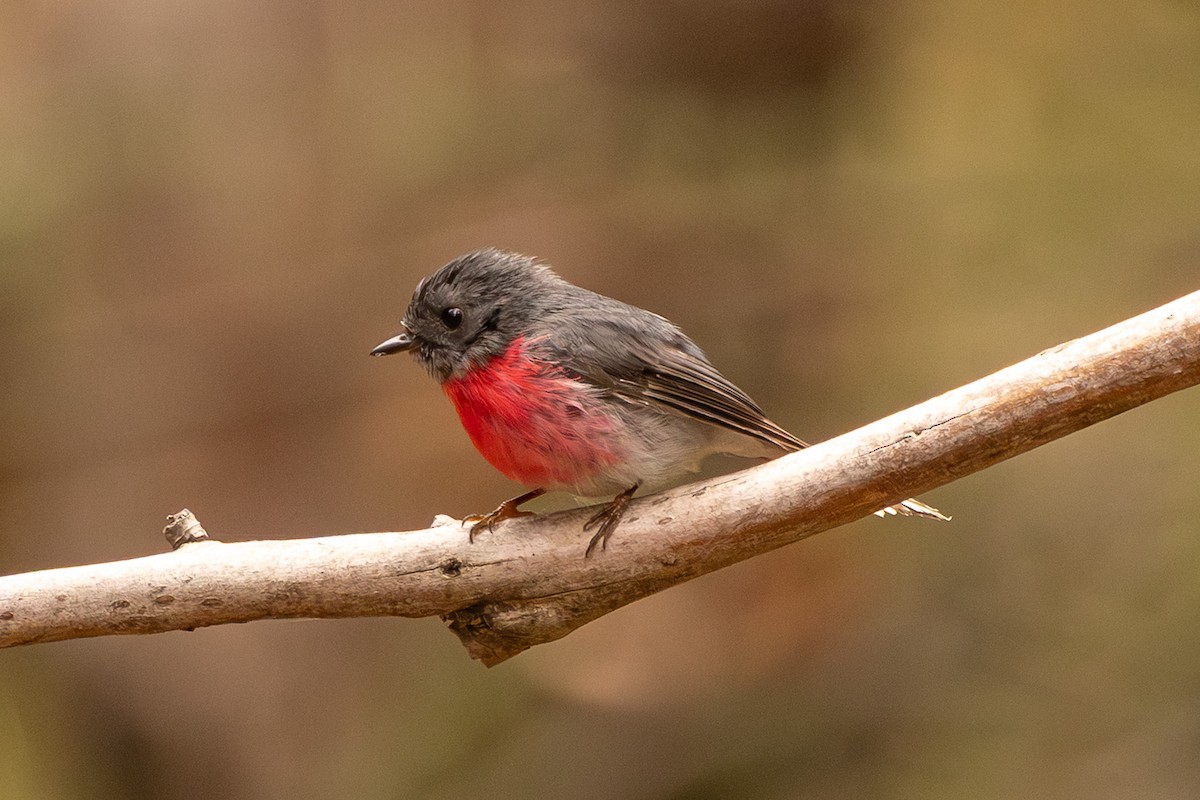 Rose Robin - ML646732226