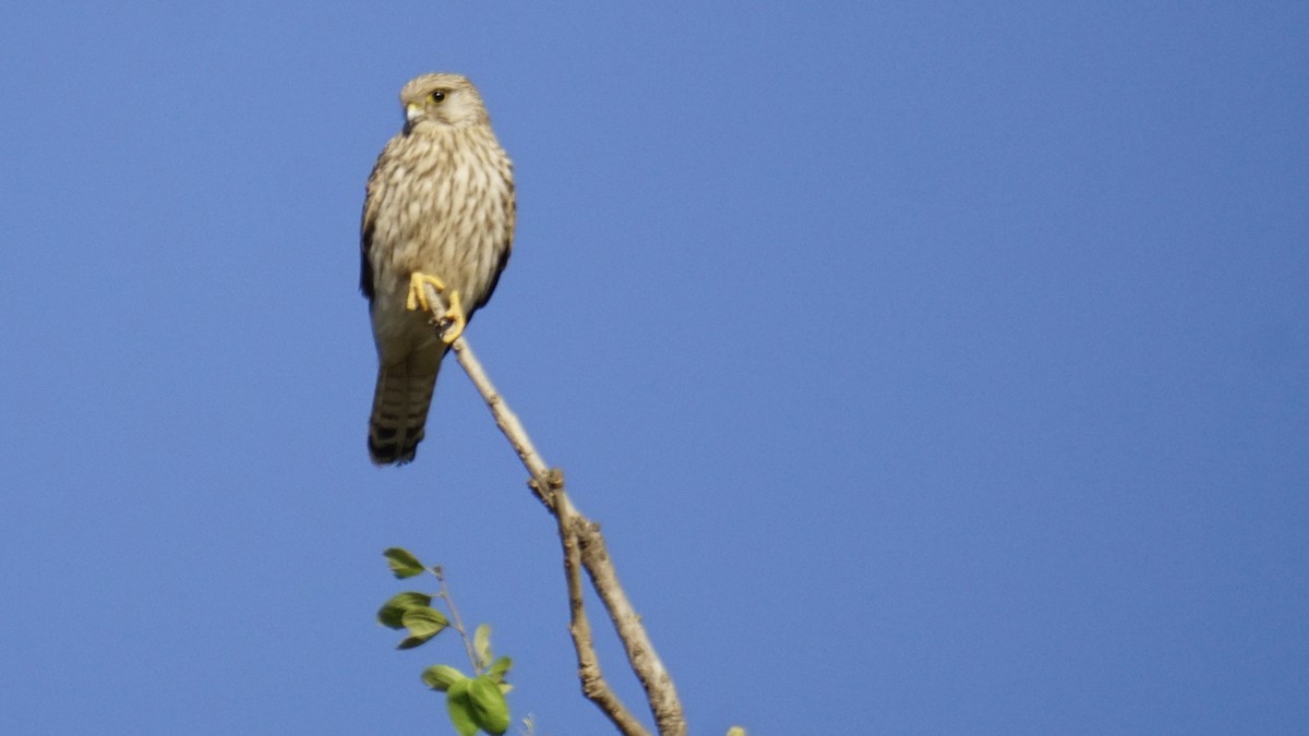 Belatz gorria - ML646732227