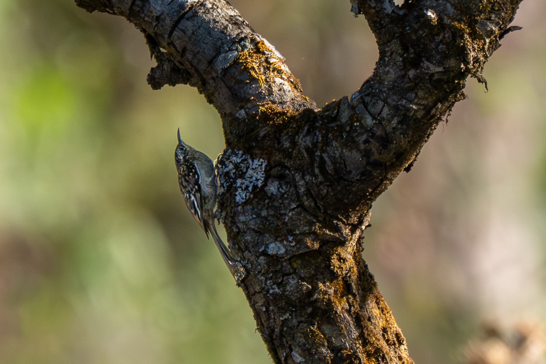 Manipur Tırmaşıkkuşu - ML646732230