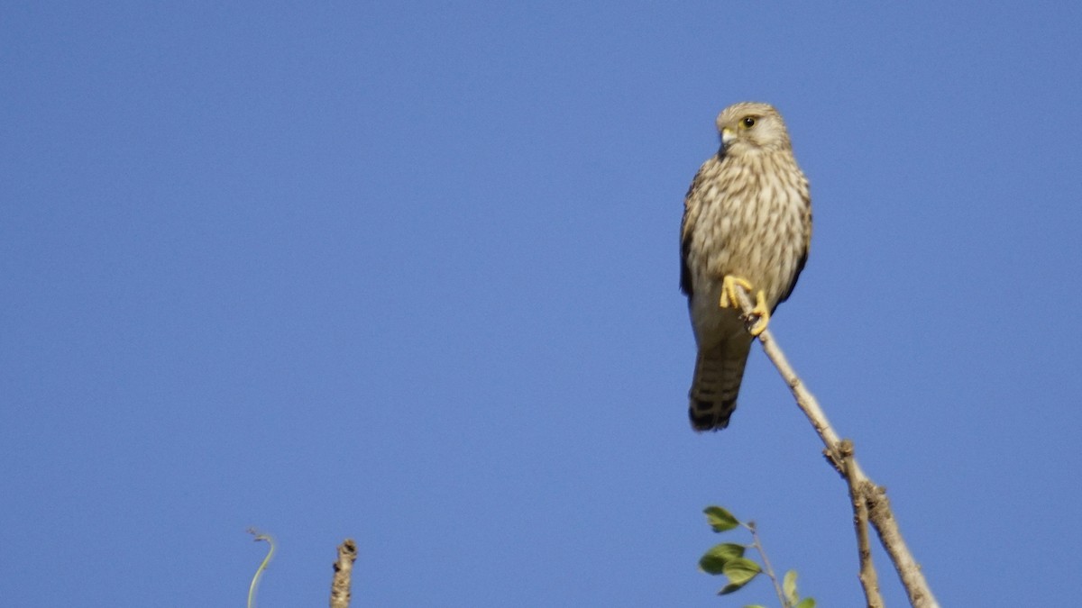 Belatz gorria - ML646732231