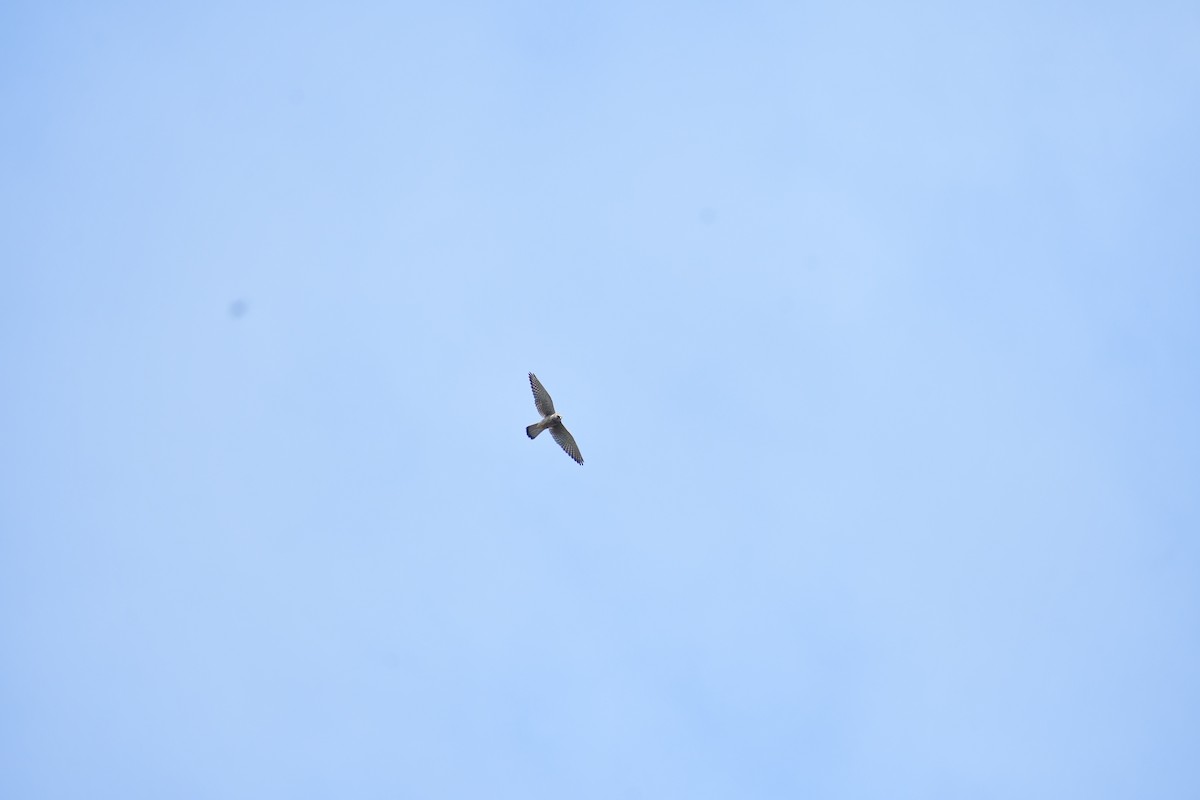 Eurasian Kestrel - ML646732232