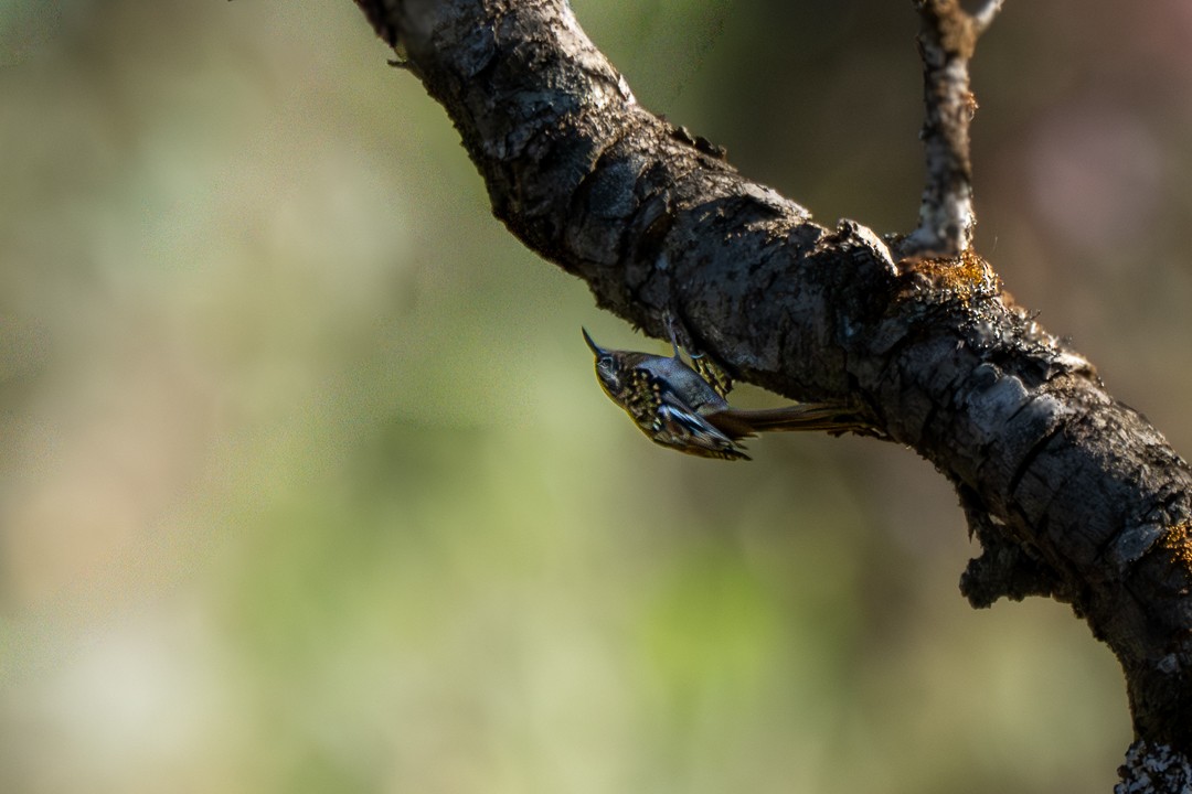 Manipur Tırmaşıkkuşu - ML646732233