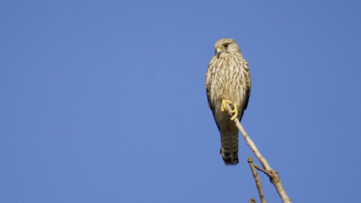 Belatz gorria - ML646732234