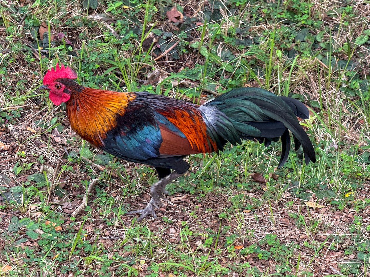 Gallo Bankiva (variedad doméstica) - ML646732235
