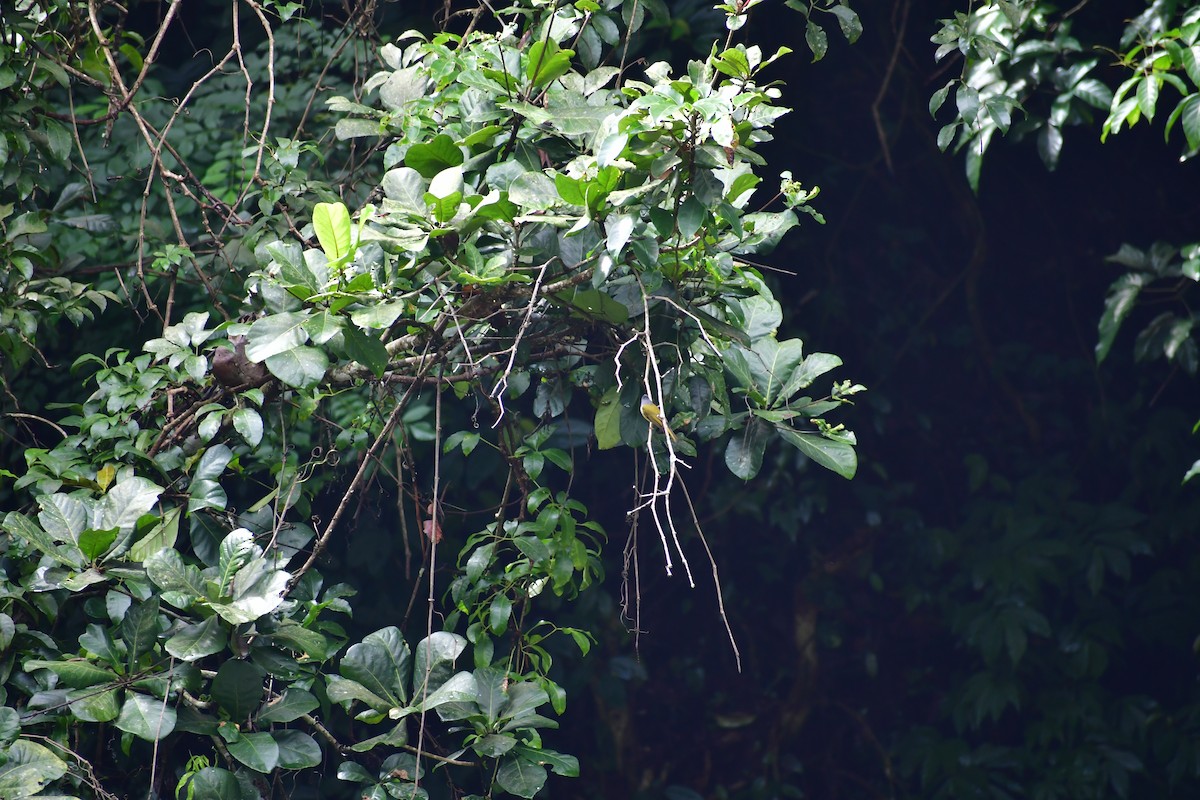 Gray-headed Canary-Flycatcher - ML646732238