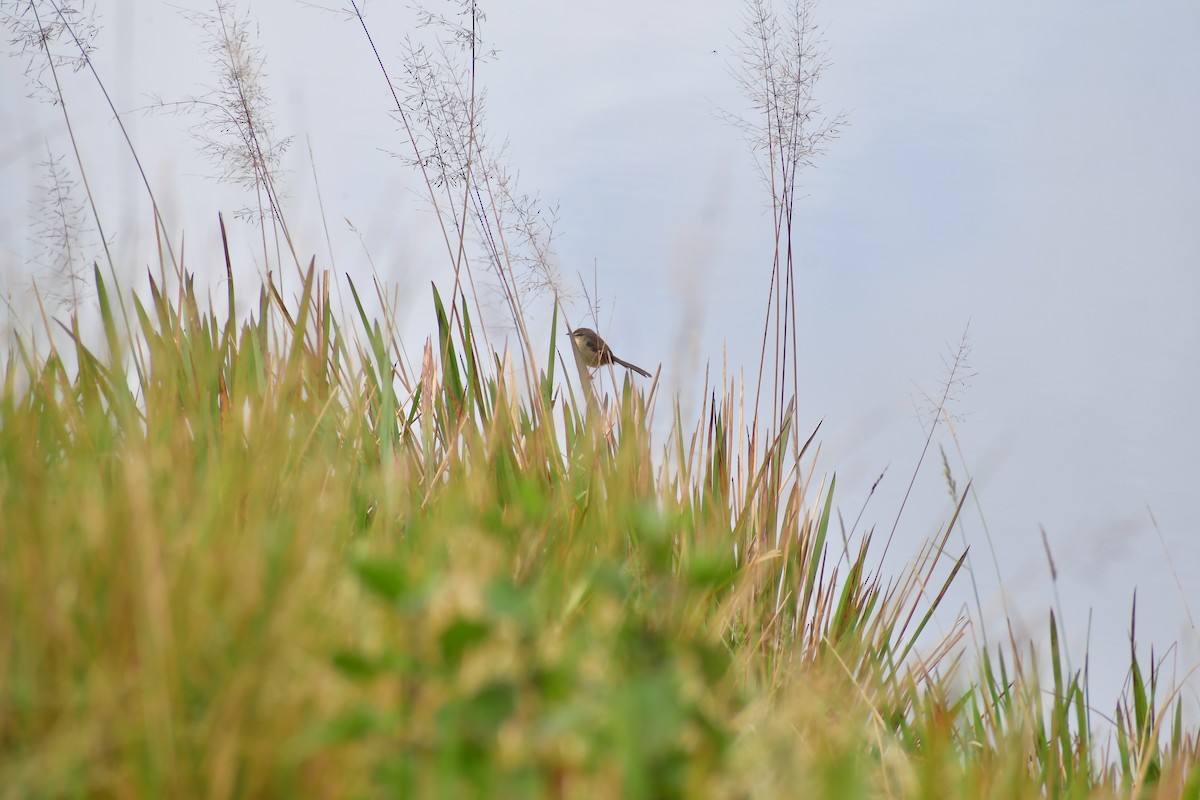 Plain Prinia - ML646732239