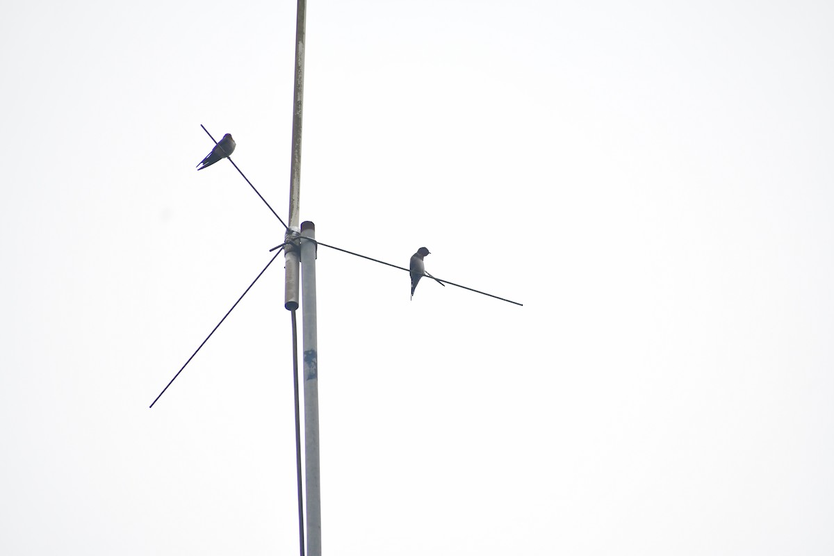 Hill Swallow - ML646732240