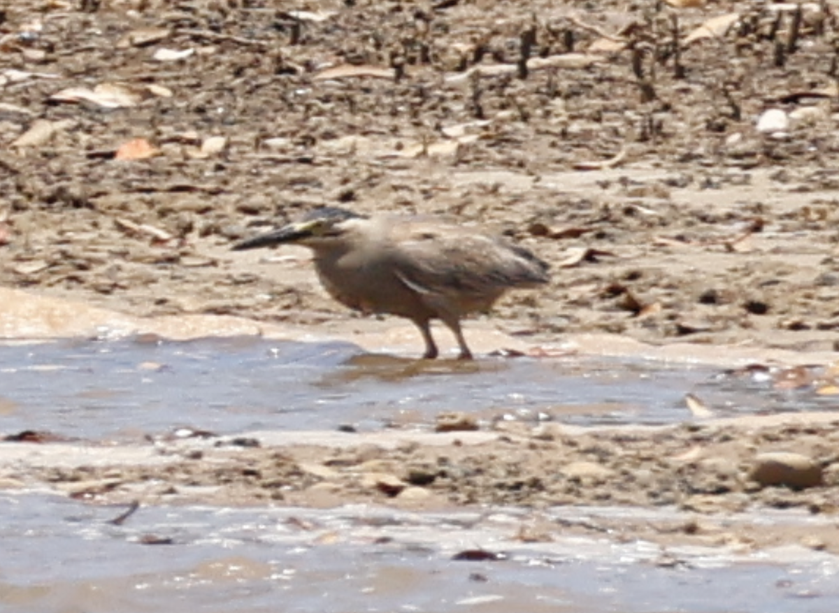 Little Heron - ML646732241