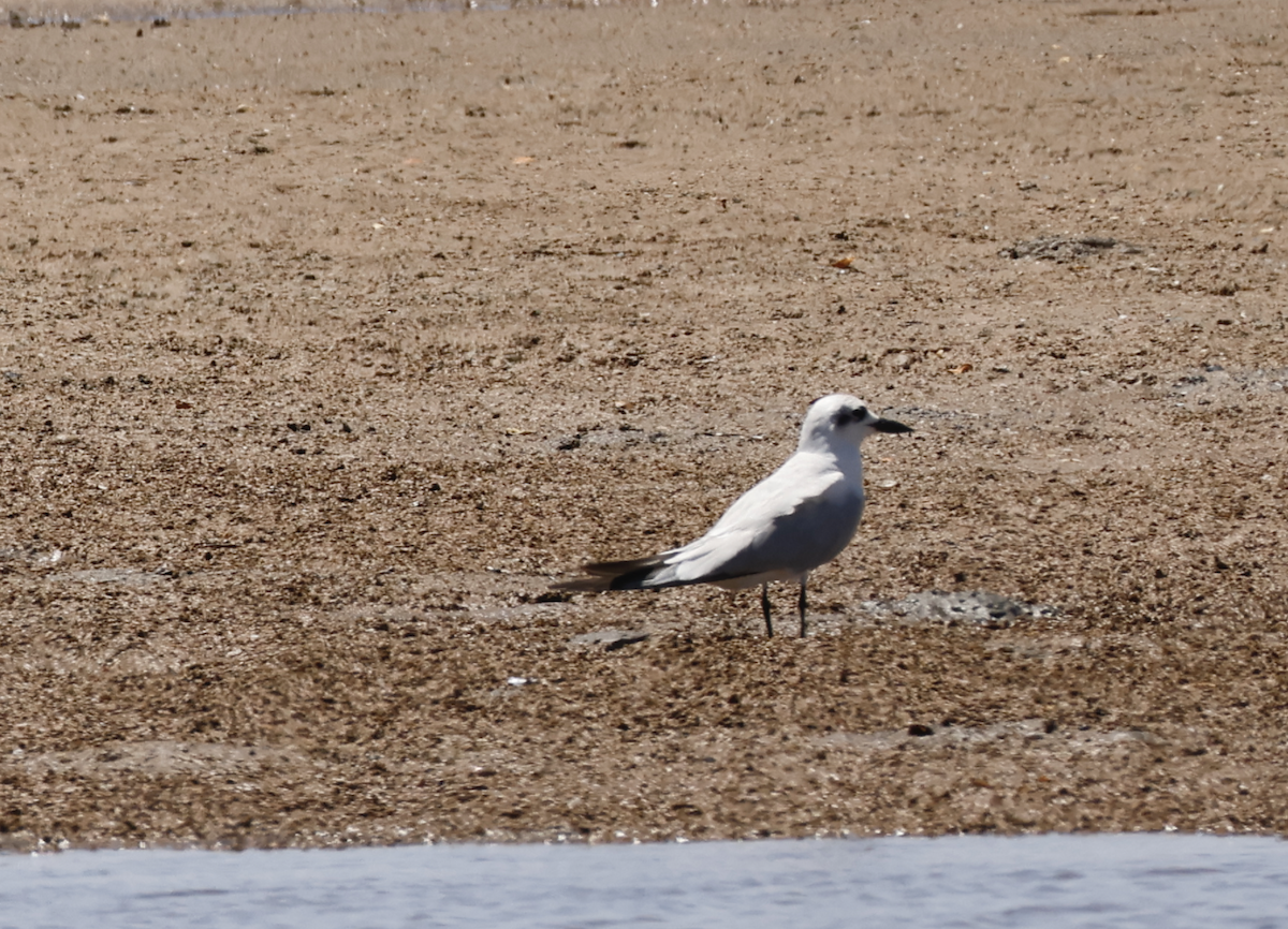 Gull-billed Tern - ML646732242