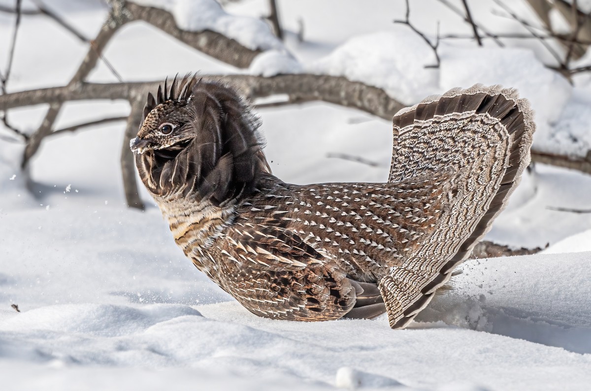 jeřábek kanadský - ML646732243