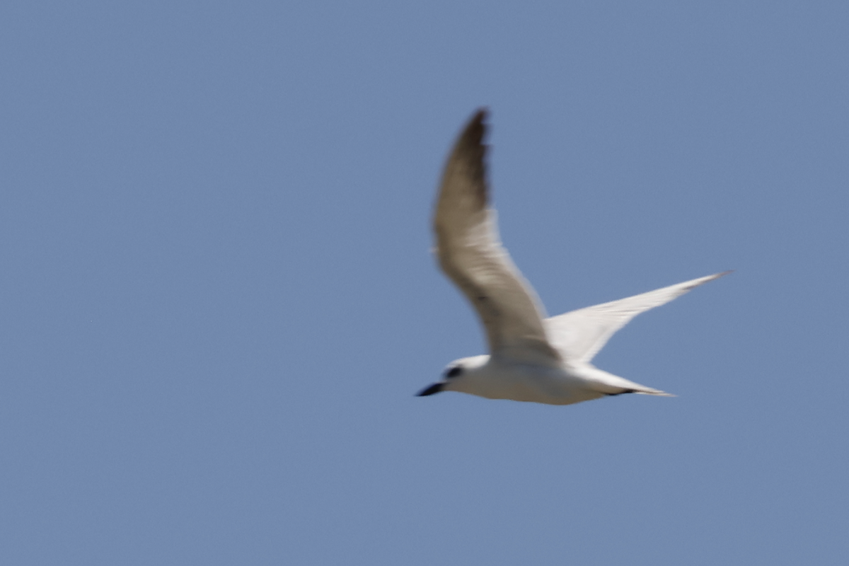 Gull-billed Tern - ML646732244