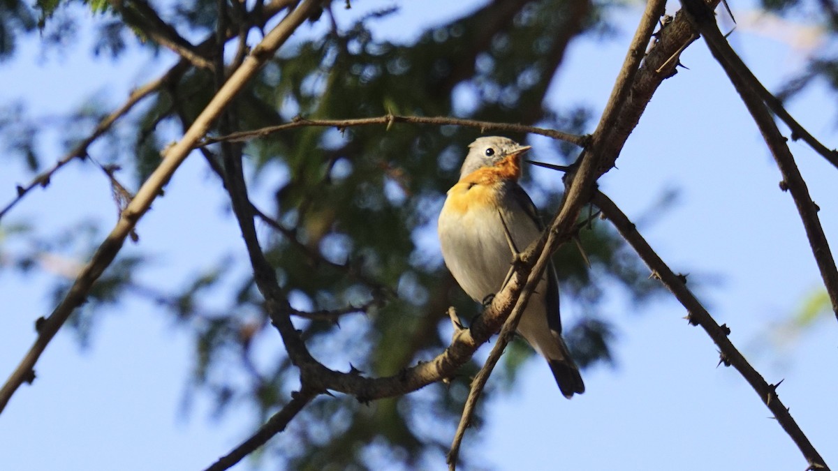 Euli-txori papargorria - ML646732245