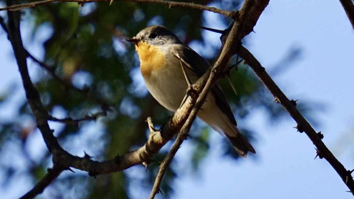 Euli-txori papargorria - ML646732246