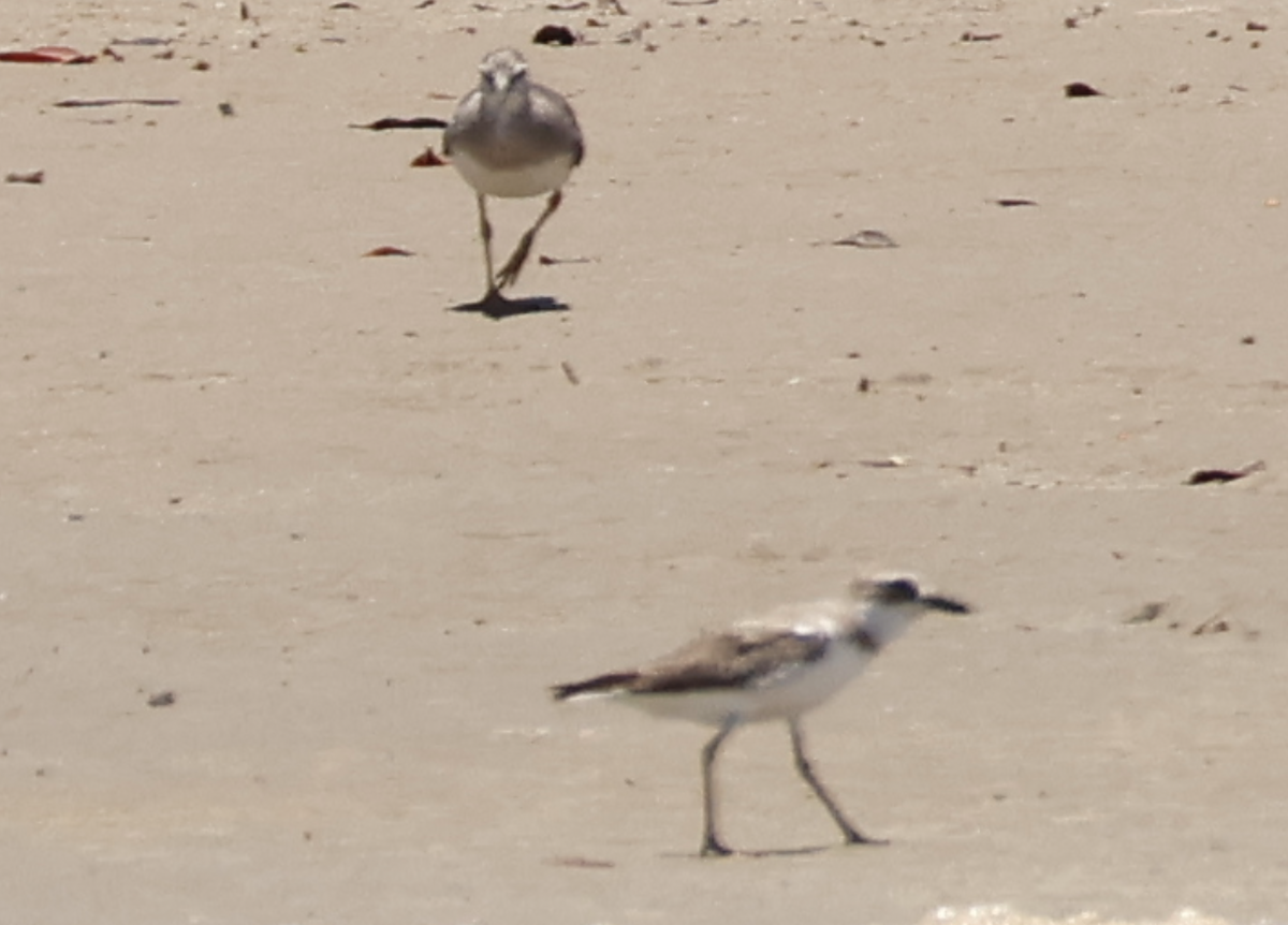 Txirritxo mongoliarra - ML646732250