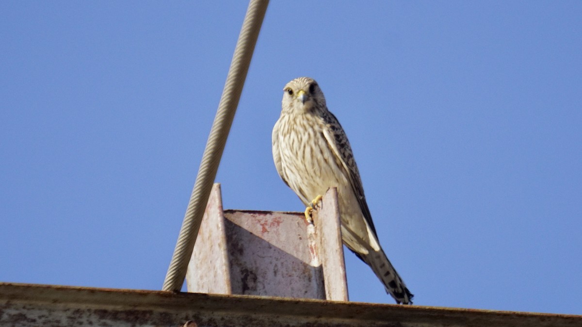 Belatz gorria - ML646732252