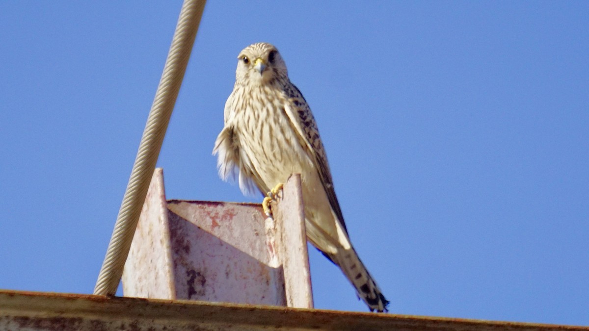 Belatz gorria - ML646732253