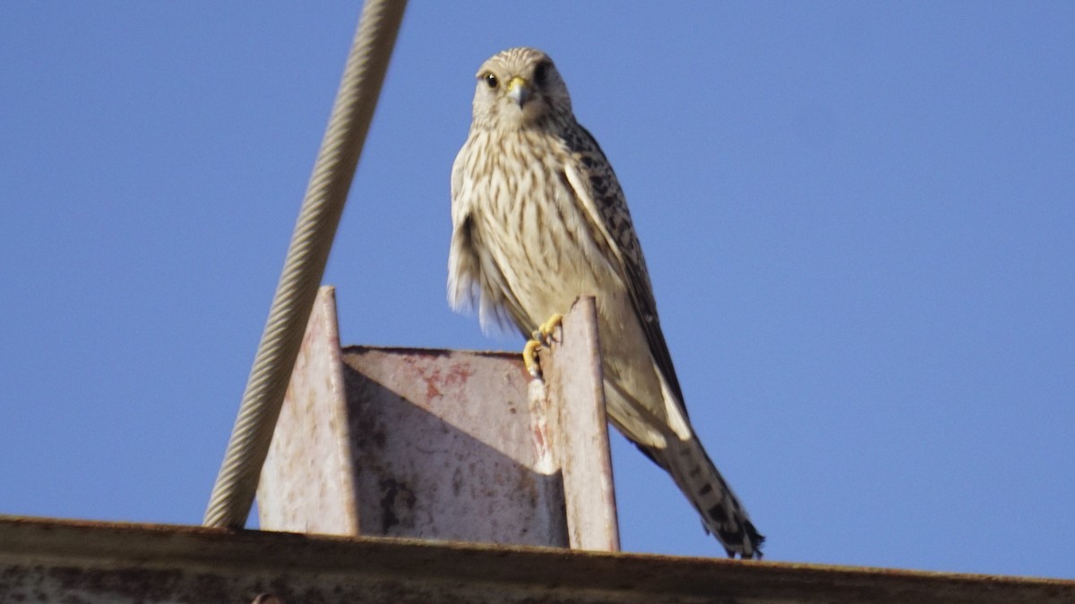 Belatz gorria - ML646732254