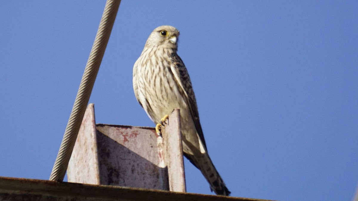 Belatz gorria - ML646732255