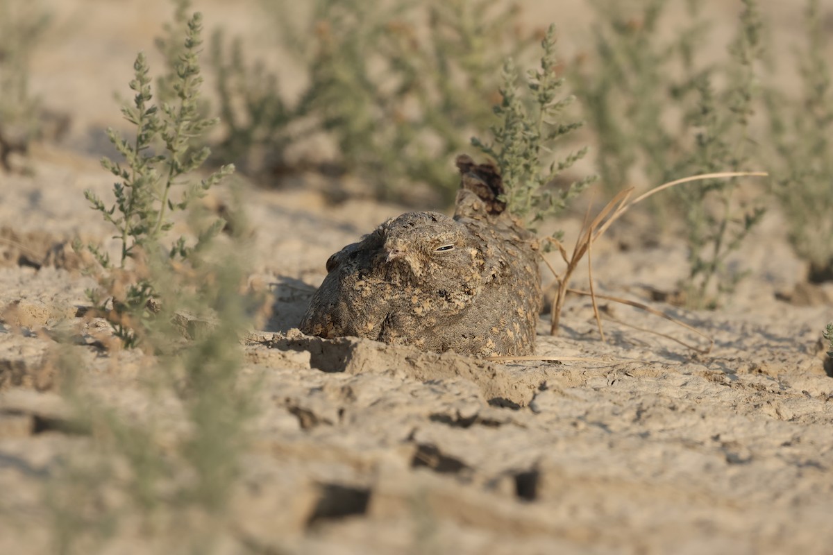 Sykes's Nightjar - ML646732256