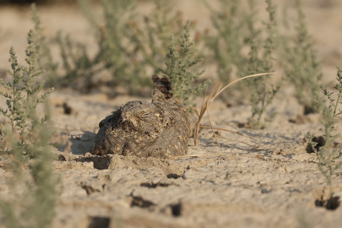 Sykes's Nightjar - ML646732257