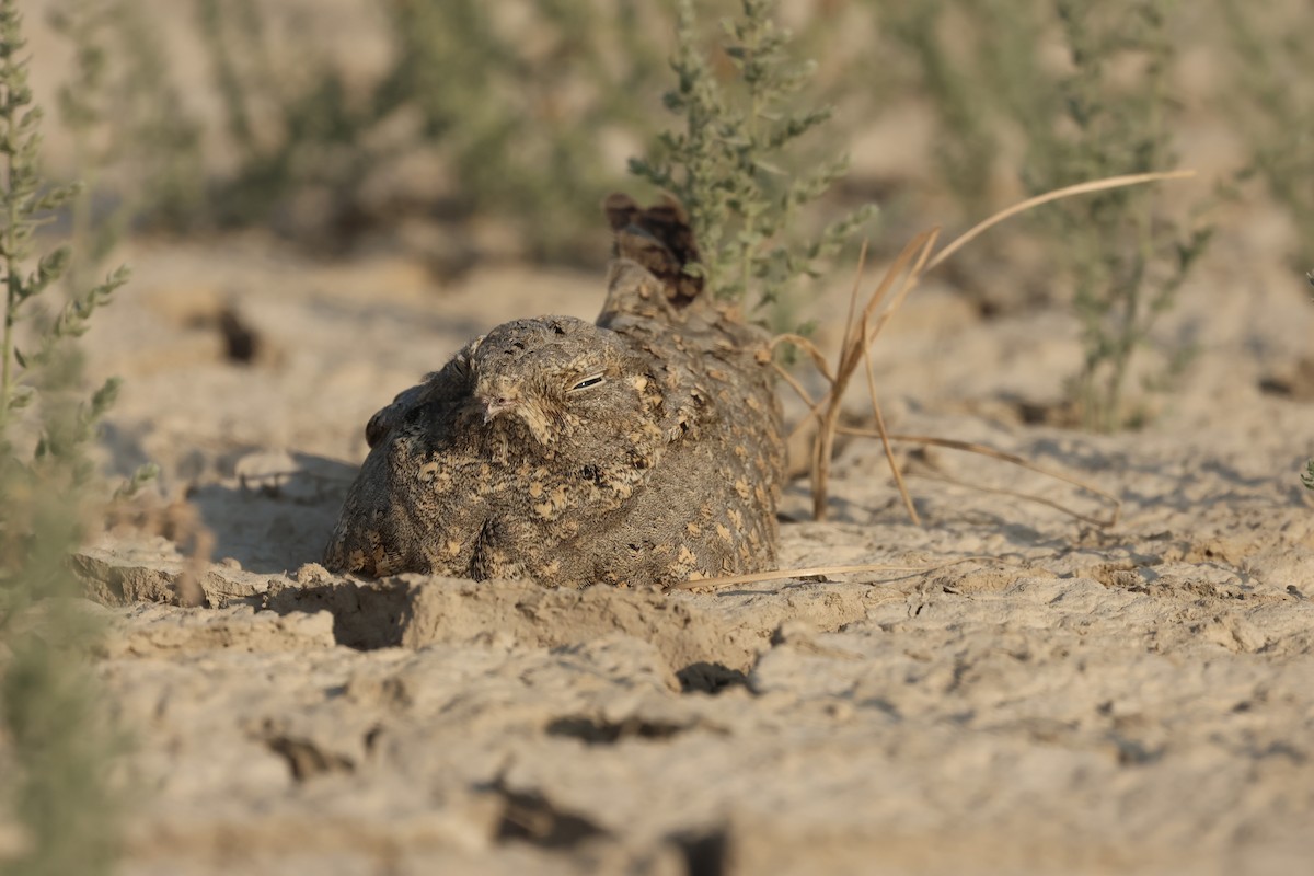 Sykes's Nightjar - ML646732258