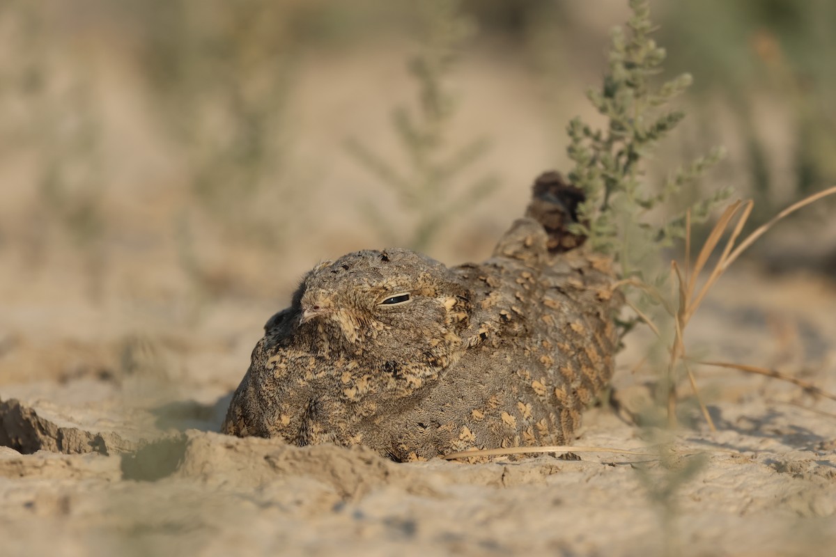 Sykes's Nightjar - ML646732259