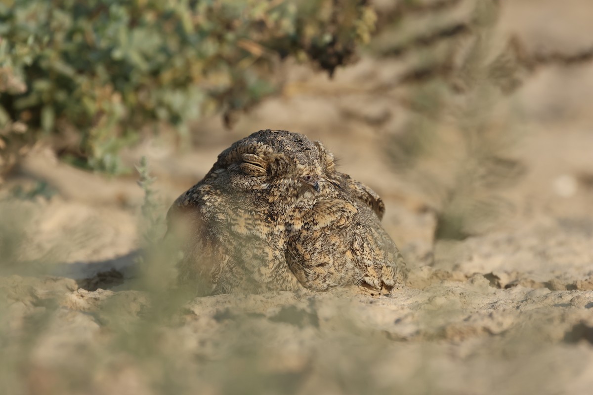 Sykes's Nightjar - ML646732260