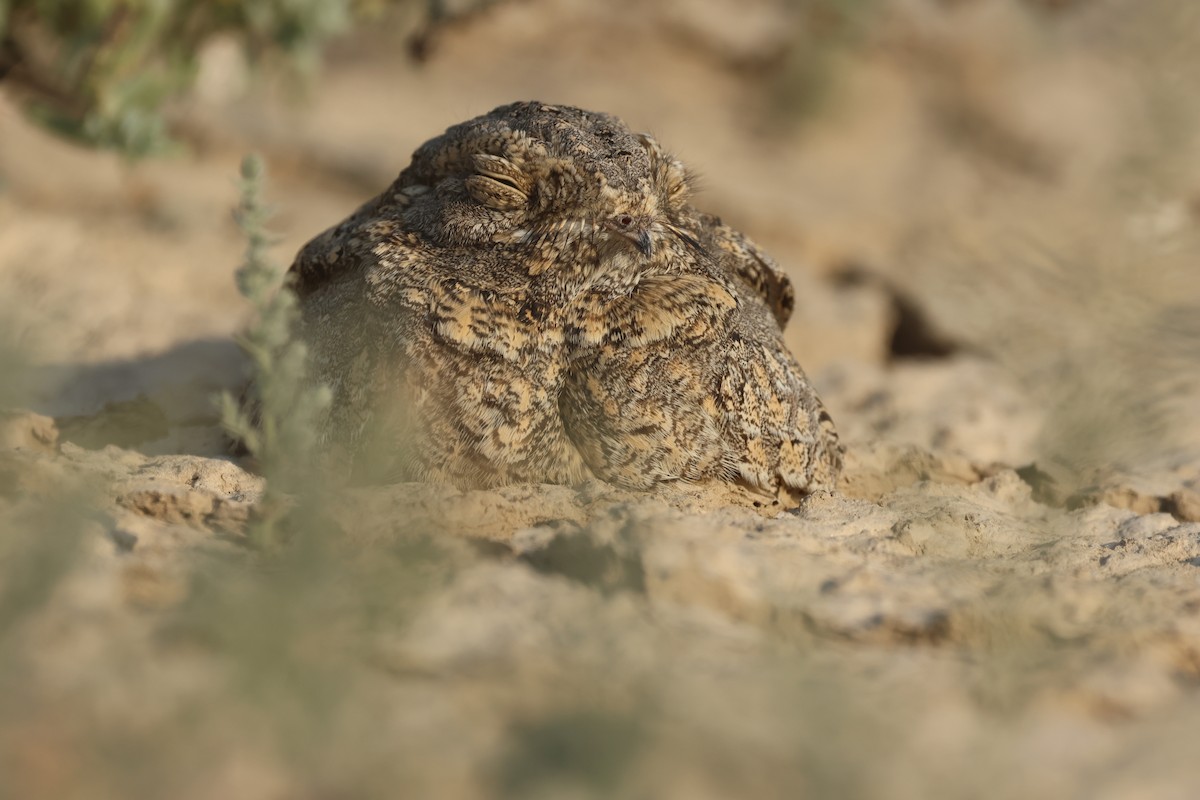 Sykes's Nightjar - ML646732261