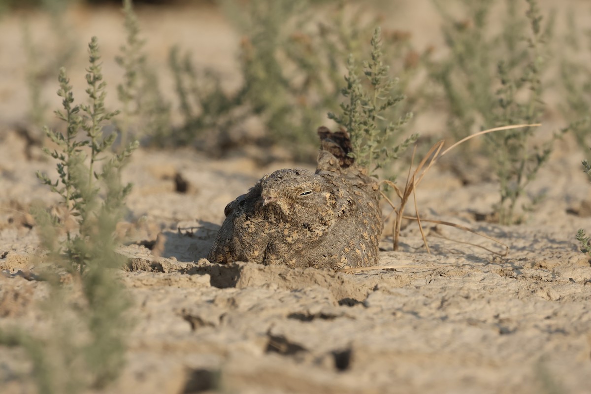 Sykes's Nightjar - ML646732262