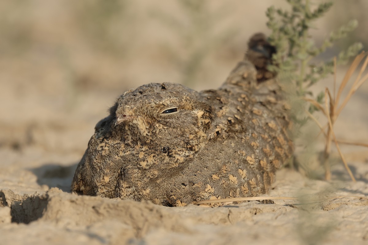 Sykes's Nightjar - ML646732263
