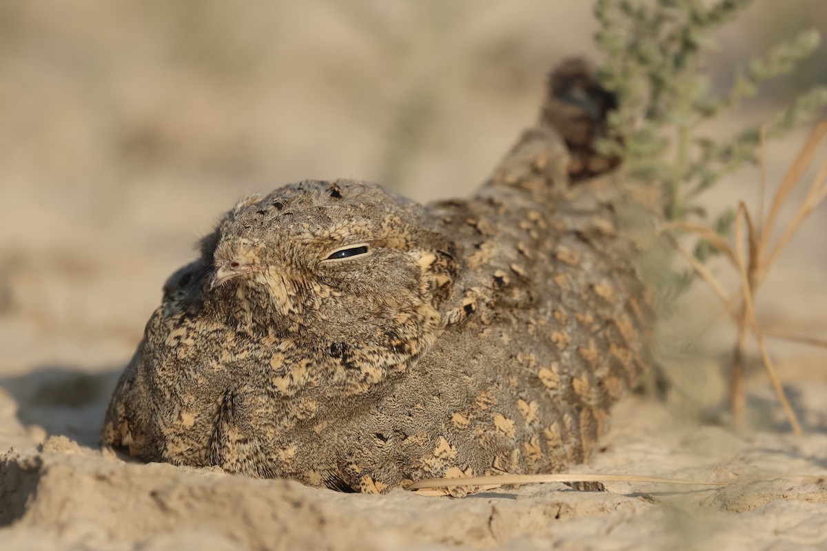 Sykes's Nightjar - ML646732264