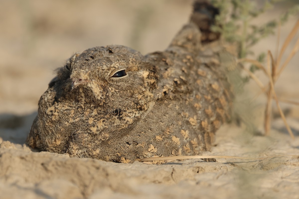 Sykes's Nightjar - ML646732265
