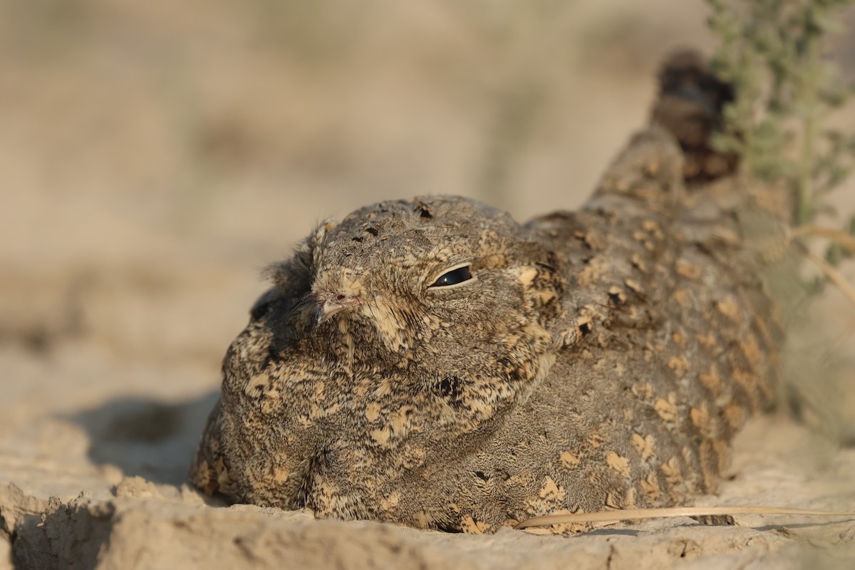 Sykes's Nightjar - ML646732266