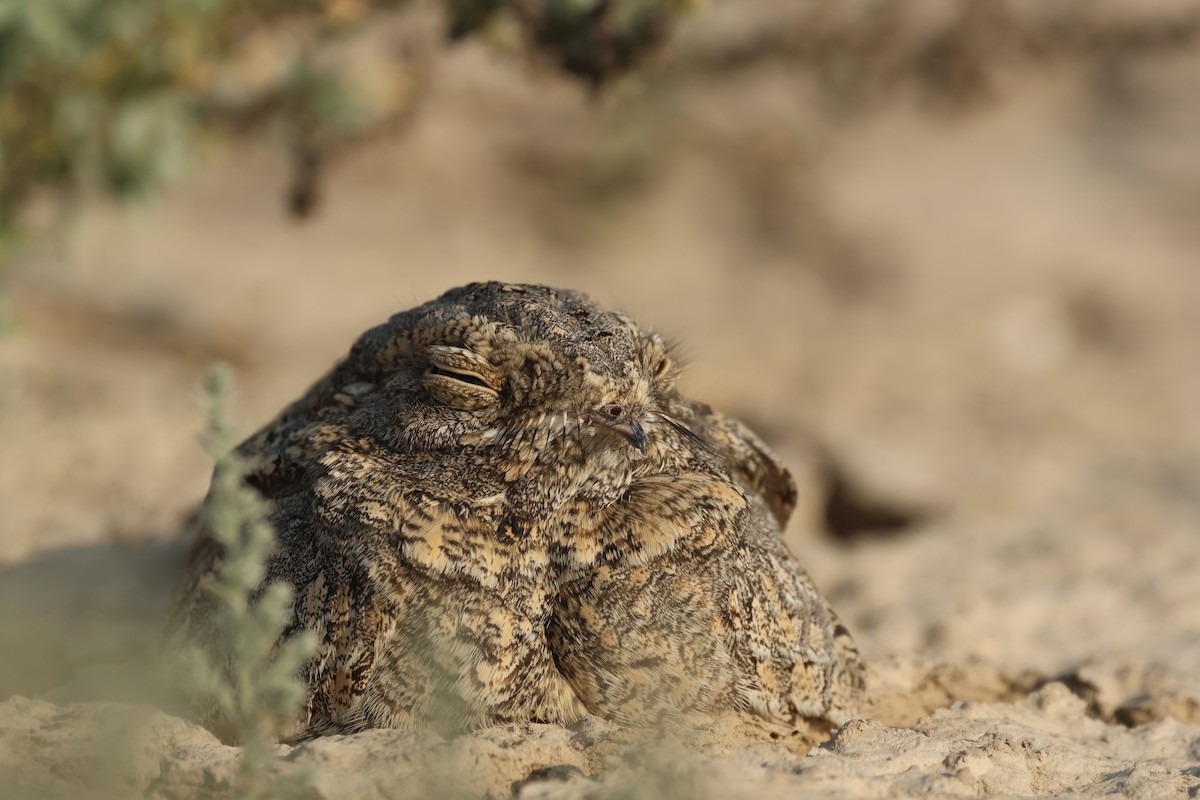 Sykes's Nightjar - ML646732267