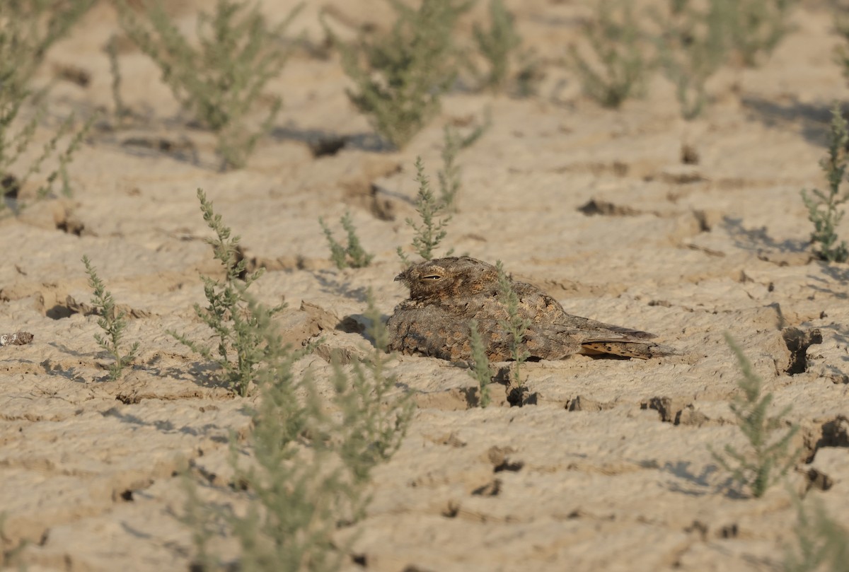 Sykes's Nightjar - ML646732269