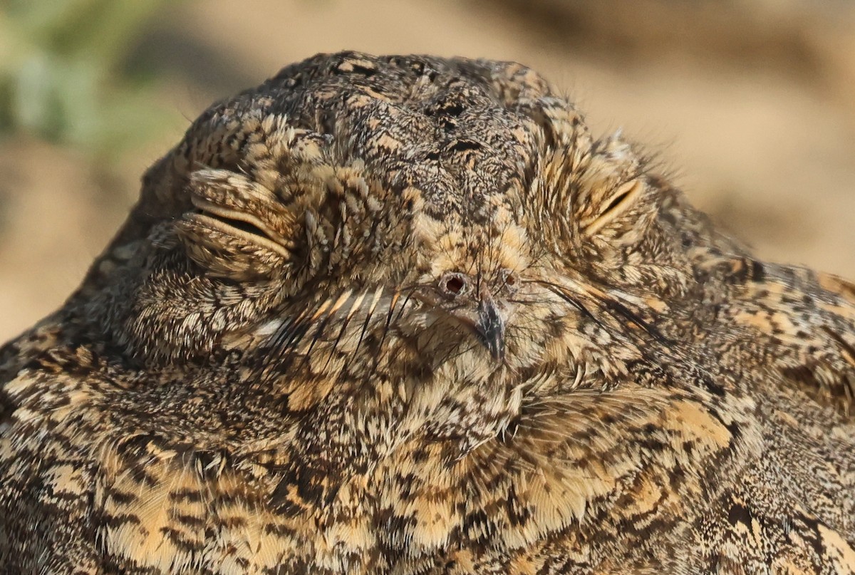 Sykes's Nightjar - ML646732270