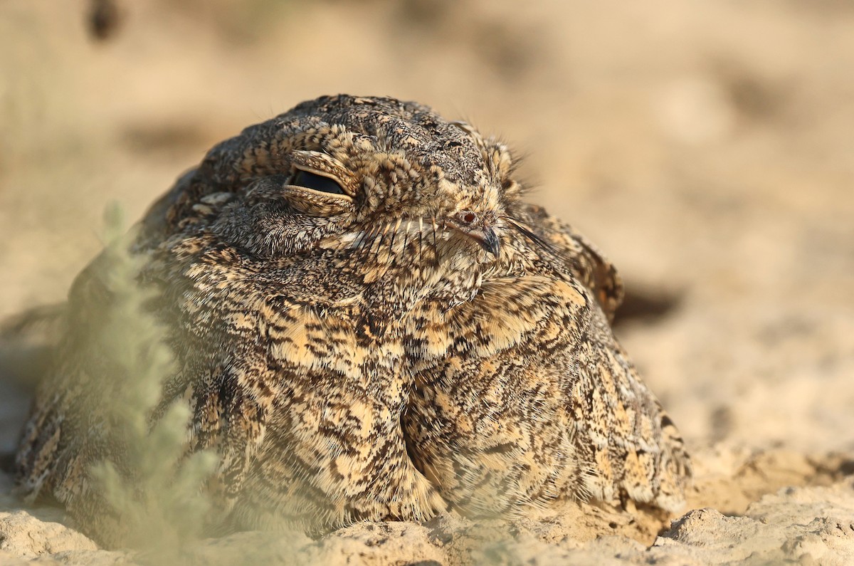 Sykes's Nightjar - ML646732271