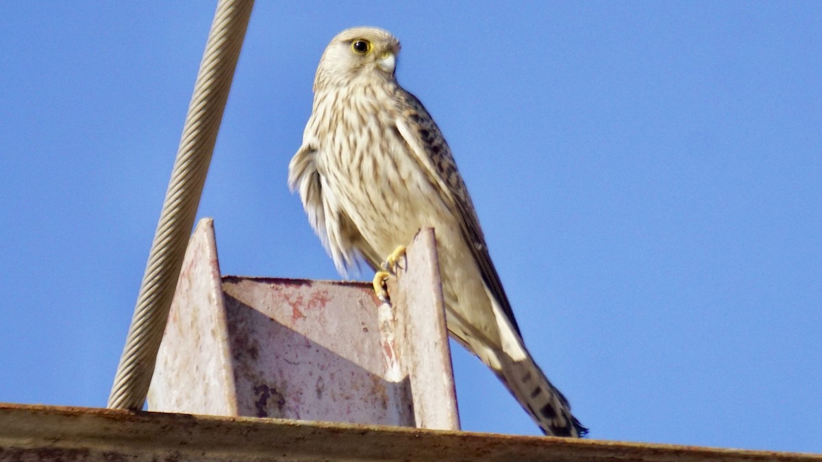 Belatz gorria - ML646732273