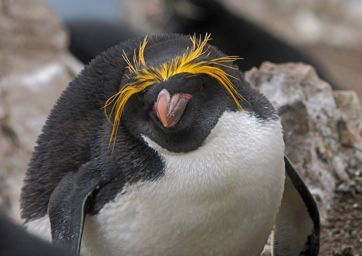 Gorfou doré - ML646732274