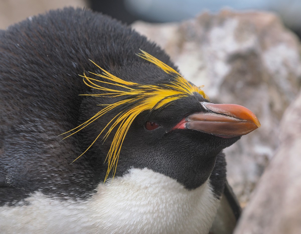 Gorfou doré - ML646732275