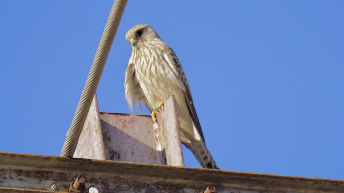 Belatz gorria - ML646732276