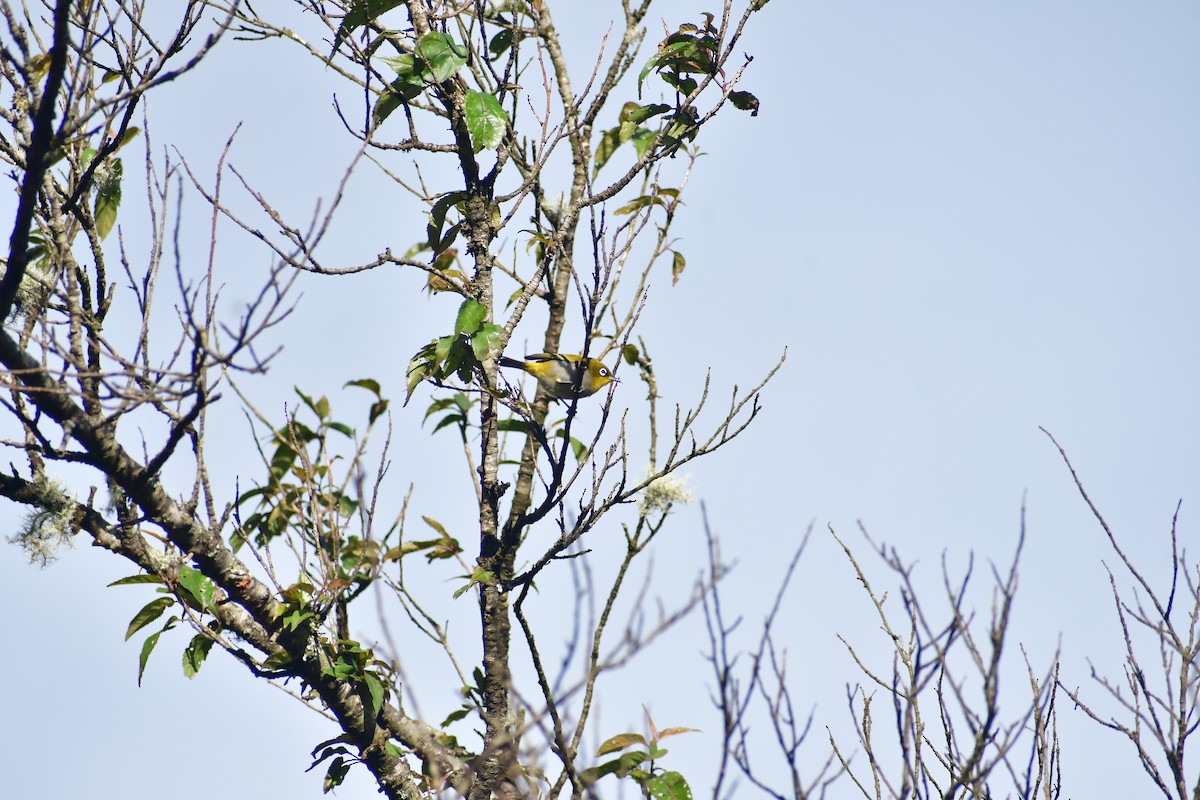 Indian White-eye - ML646732277