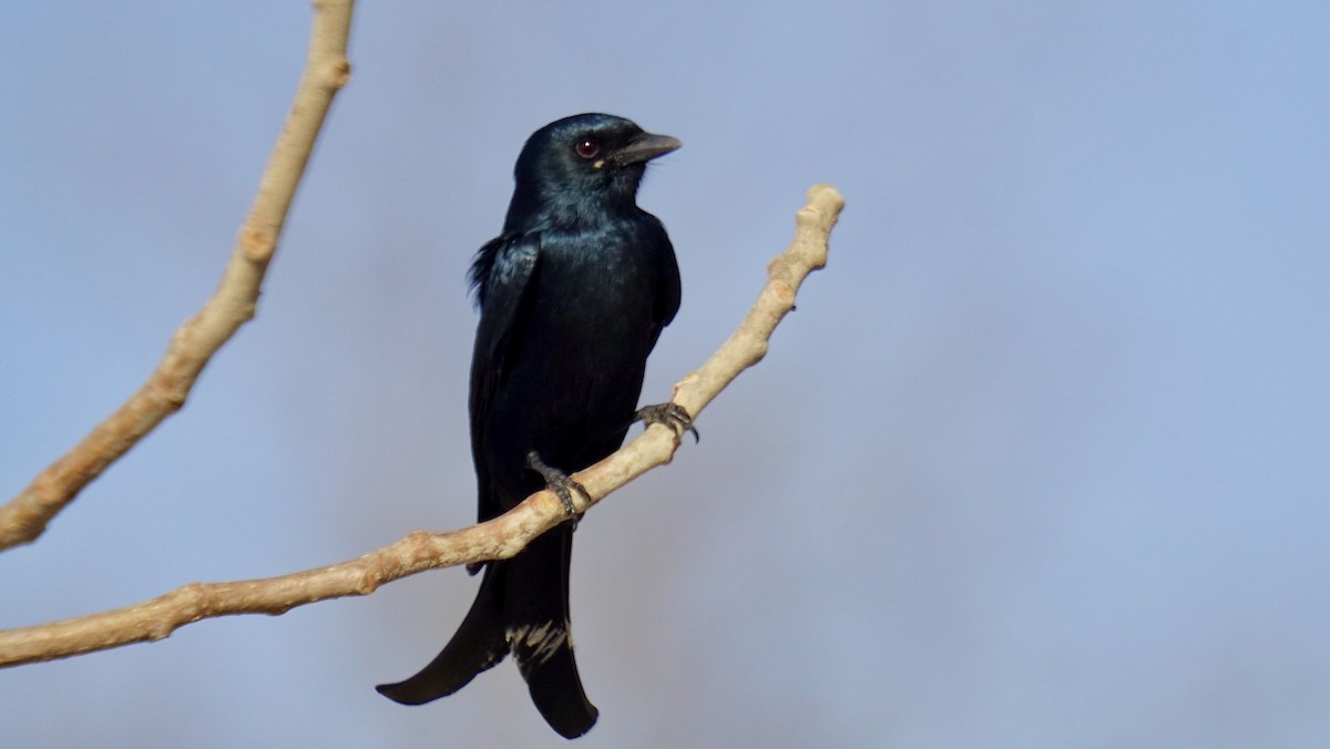 Black Drongo - ML646732280