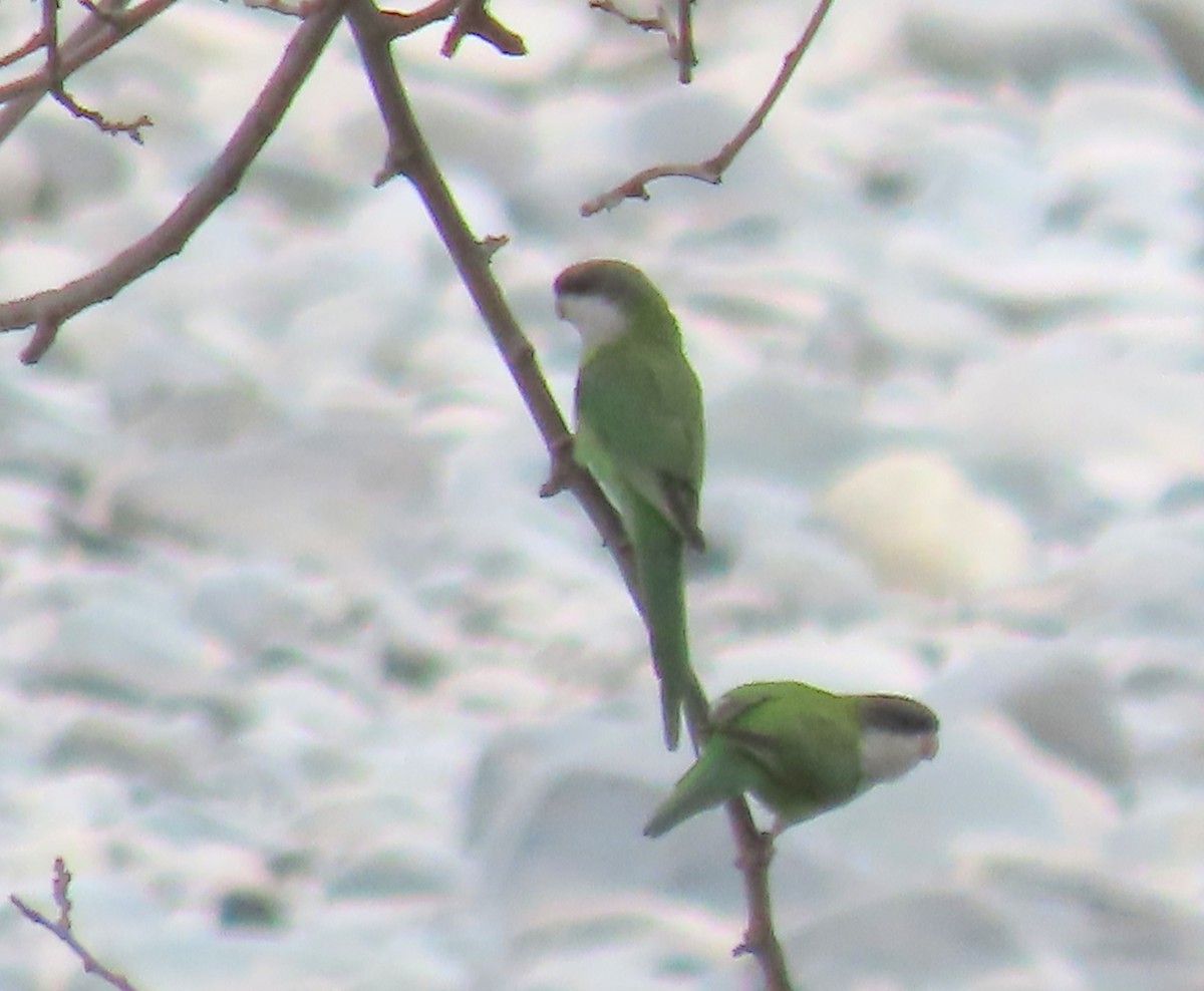 Gray-hooded Parakeet - ML646732281