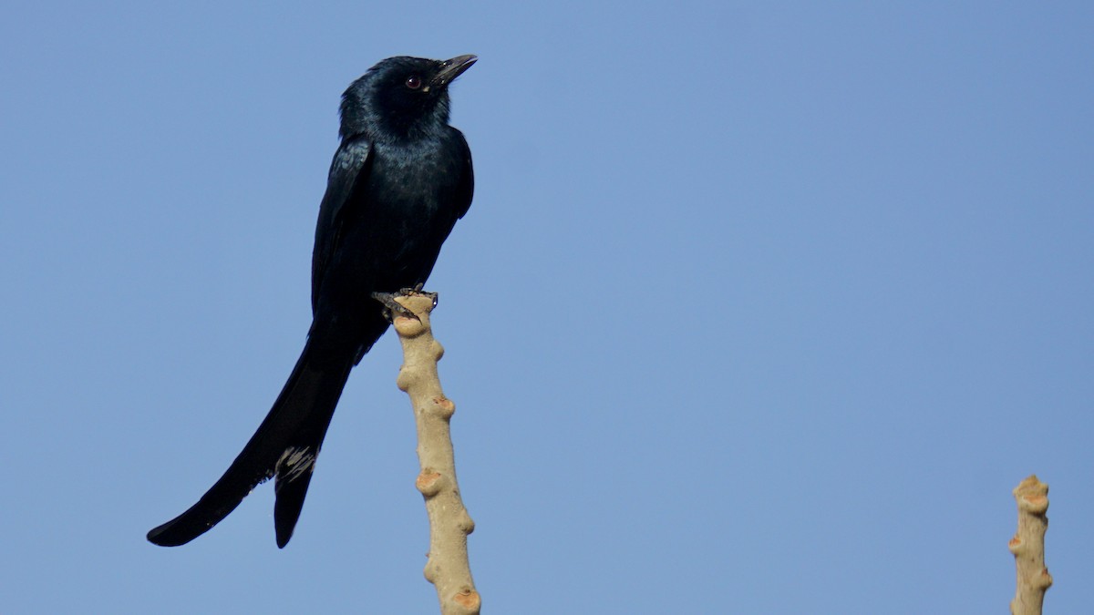 Black Drongo - ML646732282