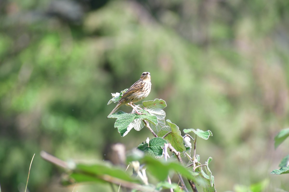 Nilgiri Pipit - ML646732283